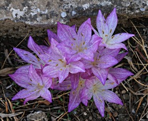 ..... in clumps in the shade ....