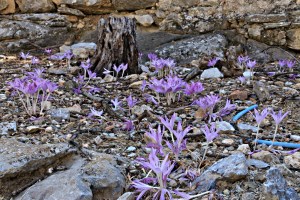 covering whole terraces under the trees