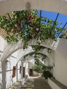 Large bunches of grapes hang down from vines shading another section of courtyard