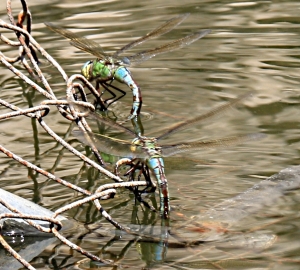 Female dragonflies lay their eggs from a rusty fence, well above water-level by September