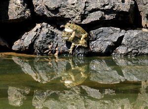 Green toads  doing what comes naturally on a rock in May 2014,  high above water level in October