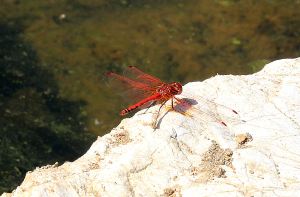 Showing then red-veins in the wings which give the dragonfly its name