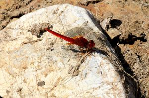 Red-veined Darter on a rock now away from the water