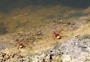 When I landed here I was right at the waters' edge.  Someone has pulled the plug out!