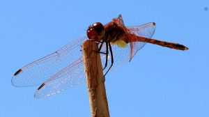 Disporting himself on a stick, a male showing the yellow at the base of the wings which helps distinguish it from other red dragonflies