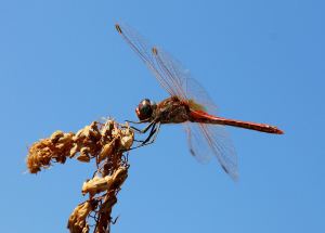 Even in October the vividly coloured male Red Veined Skimmers still disport themselves on the top of stalks