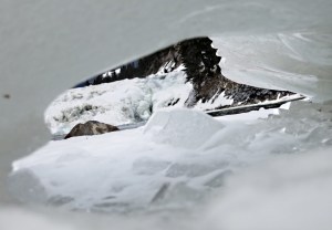 Lying on my stomach on the ice looking towards the Bow Falls through a gap under ice laid down when the river level was higher earlier in the winter .... just as the Earth tilted on its axis