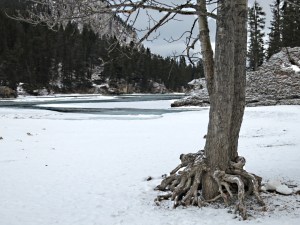 Gnarly roots at the confluence of the Bow and the Spray Rivers