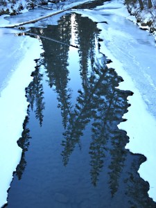 A footbridge crossing 40 Mile Creek at the top end of the Fenland Loop with open water reflecting gracefully bending Lodgepole Pine.  This is stretch is normally frozen over at this time of year.