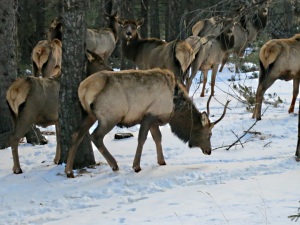 The elk herd moves gently off further into the woodland