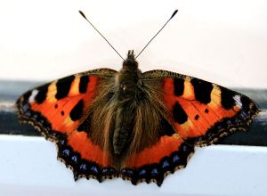 Large Tortoiseshell still sheltering in the house