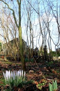 Crocuses in bud in the Acer Glade