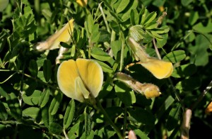 Small brightly coloured flowers in a mass of vegetation