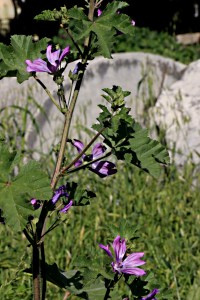 Mallow with prostrate marble column behind