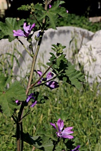 Mallow with prostrate marble column behind