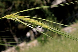 A reminder of the Mediterranean's agricultural wealth from classical times - wild barley (I think)