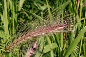 Wild barley