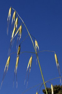 Wild oats
