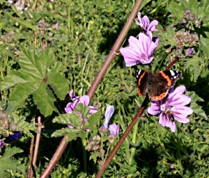 Butterfly and mallow