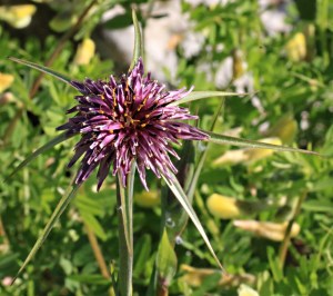 Stately and spectacular 