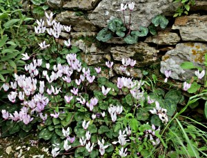 A cluster of cyclamen at the base of a stone retaining wall