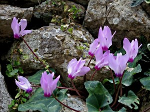 are white but some are deep pink