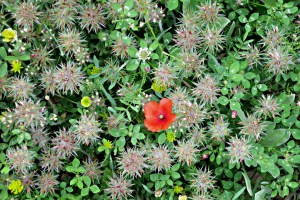A single poppy catches the eye in a dense mat of other small flowers including star clover