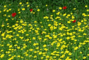  Crown Daisies fill terraced fields, splashed by poppies