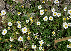 smaller daisies cluster tightly together