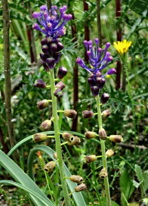Tassel Hyacinth