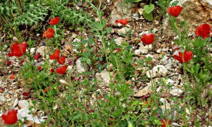 ... or distract attention from dumped rubble