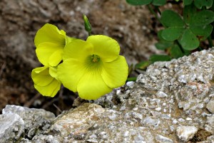 Bermuda Buttercup, neither from Bermuda nor a buttercup