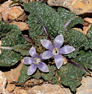 The Mandrake has usually finished flowering by now