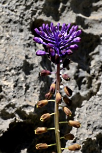 Tassel hyacinth growing out of razor-limestone