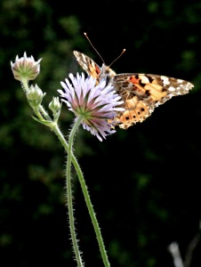 Butterflies are attracted to the cornflowers