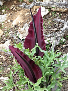 ..... but the magnificently deep velvety purple Dragon Arums are just coming into their own (shame about the smell)