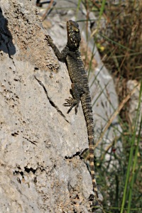  Adolescent Painted Dragon lizard, wary of me but not bothered by the sharp rock