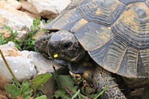 30 cm tortoise munching on flower head
