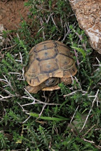 6 cm tortoise stuck in thyme