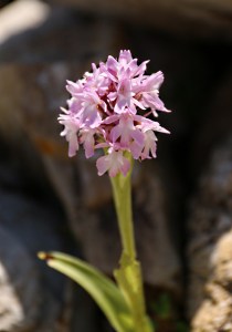 Pyramid Orchid