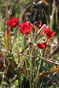 The sun behind old poppies on a wall