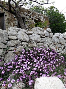 ..... with a magnificent clump of convolvulus outside