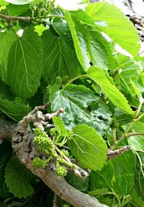 Fruit on the mulberry
