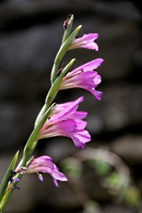 Wild gladiolus