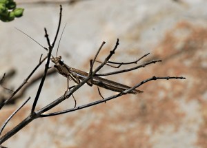 A 2 inch long mantis giving me the eye.  I spotted its shadow on the rock