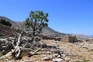 One remaining at the top of arid terraced fields within the stone enclosures