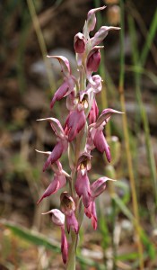 Orchis Sancta, the Holy Orchid