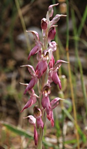 Orchis Sancta, the Holy Orchid