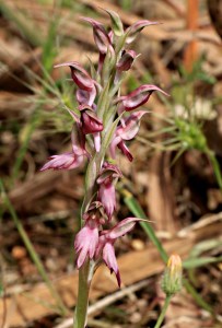 .... variations of colour and shading