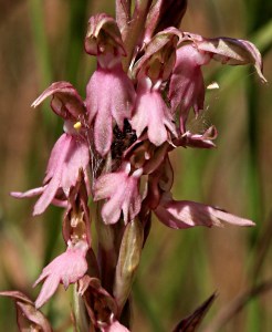 .... another spider spins its web over the flowers and hides inside